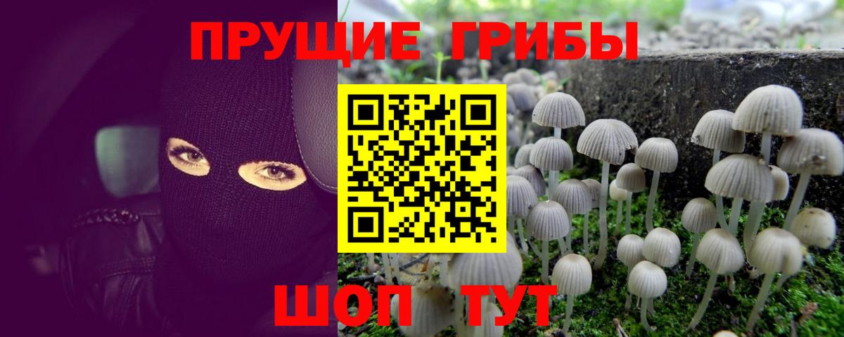 Приморско-Ахтарск  сколько стоит  Вход с VPN  Псилоцибиновые грибы мицелий 